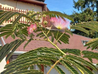 Eladó családi ház Budapest