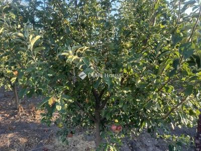 Eladó családi ház Bugyi