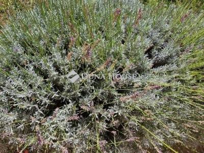 Eladó családi ház Tápiószecső