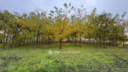 Eladó családi ház Monostorpályi