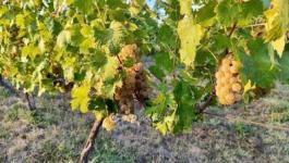 Eladó nyaraló Csopak