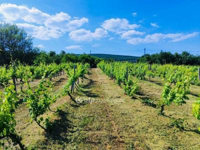 Eladó nyaraló Csopak