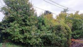 Eladó lakóövezeti telek Solymár