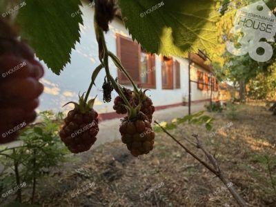 Eladó tanya Kecskemét