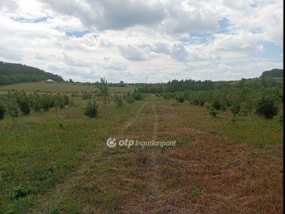 Eladó külterületi telek Balatonszőlős