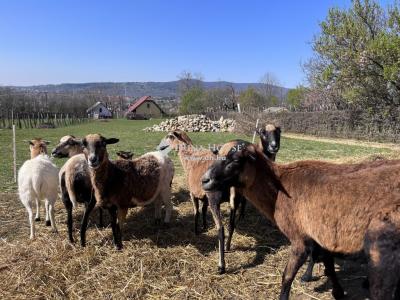 Eladó családi ház - 7628 Pécs