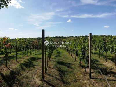 Eladó pince, présház - 2851 Környe, Öreghegy